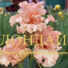 KSENIYA ( КСЕНИЯ )