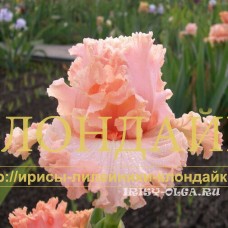 KSENIYA ( КСЕНИЯ )