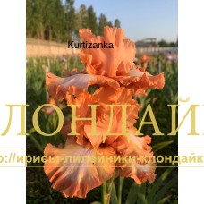 KURTIZANKA