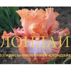 KURTIZANKA ( КУРТИЗАНКА )