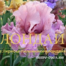 LABIRINT ZHELANIY ( ЛАБИРИНТ ЖЕЛАНИЙ )