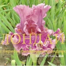 LABIRINT ( ЛАБИРИНТ )