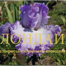 LAVANDOVAYA IMPERIA ( ЛАВАНДОВАЯ ИМПЕРИЯ )