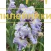 LAVENDER BREEZE