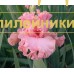 LAVINA SCHASTIYA ( ЛАВИНА СЧАСТЬЯ )