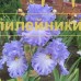 LAZURNOE NEBO ( ЛАЗУРНОЕ НЕБО )