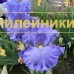 LAZURNOE NEBO ( ЛАЗУРНОЕ НЕБО )