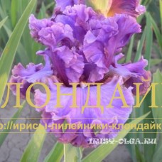 LECHEBNAYA CHERNIKA