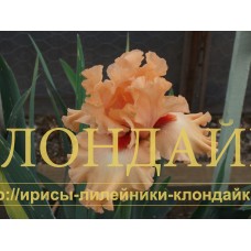 LEGALLY ORANGE