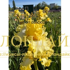 LEMON DELICIOUS