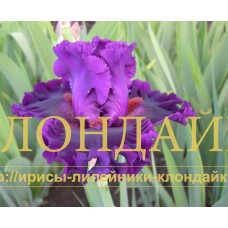 LILOVY BARHAT ( ЛИЛОВЫЙ БАРХАТ )