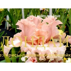 LESLEY MY LOVE