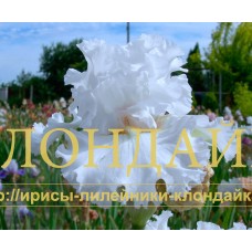 LESNOY LANDYSH ( ЛЕСНОЙ ЛАНДЫШ )