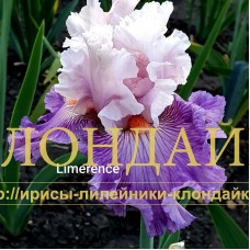 LIMERENCE