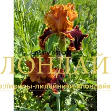 LOSINY OSTROV
