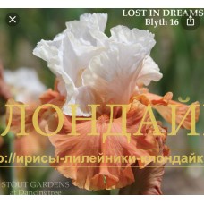 LOST IN DREAMS