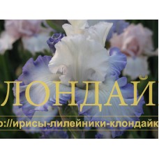 LOVE MATCH