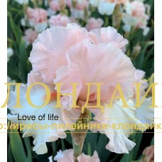 LOVE OF LIFE
