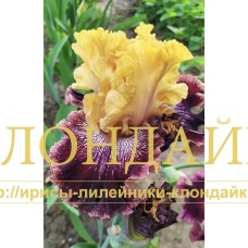 LUCHISTY NARIAD ( ЛУЧИСТЫЙ НАРЯД )