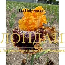 LUCHISTY NARIAD