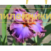 LUXURIANT LOTHARIO