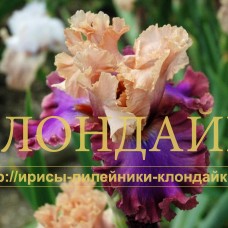 LUXURIANT LOTHARIO