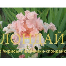 LYUBIMAYA ZOLUSHKA