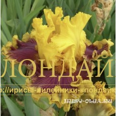 MAKDAK SKRUDZ ( МАКДАК СКРУДЖ )