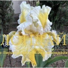 MADONNA ( МАДОННА )