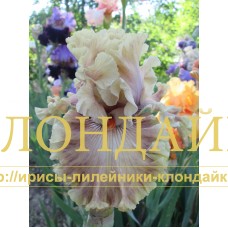 MAGIC BY GOSH
