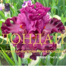 MAGICHESKIY KRUG ( МАГИЧЕСКИЙ КРУГ )