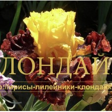 MAGICHESKIY KOVEOR ( МАГИЧЕСКИЙ КОВЕР )