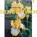 MEADOWLARK SONG