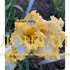 MEADOWLARK SONG