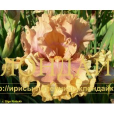 MEDNY BLESK ( МЕДНЫЙ БЛЕСК )