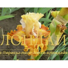 MEDOVAYA DOLINA ( МЕДОВАЯ ДОЛИНА )