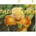 MEDOVAYA DOLINA ( МЕДОВАЯ ДОЛИНА )