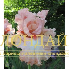 MELODIYA LYUBVI ( МЕЛОДИЯ ЛЮБВИ )