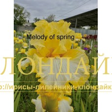 MELODY OF SPRING
