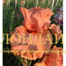 MILASHKA
