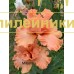 MILASHKA