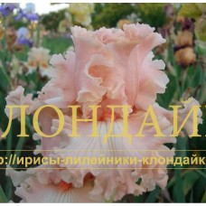 MILASHKA ( МИЛАШКА )