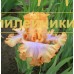 MILAYA LYUDIAM ( МИЛАЯ ЛЮДЯМ )