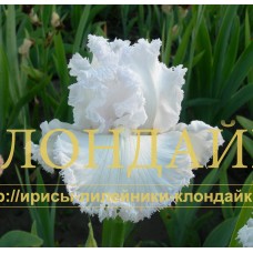 MOROZNY DEN ( МОРОЗНЫЙ ДЕНЬ )