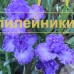 MORSKOY BRIZ ( МОРСКОЙ БРИЗ )
