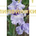 MOSKOVSKIY BLIUZ ( МОСКОВСКИЙ БЛЮЗ ) MOSKOVSKIY BLIUZ ( МОСКОВСКИЙ БЛЮЗ )