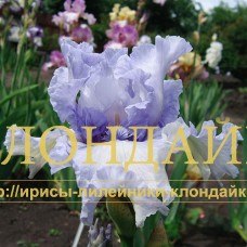 MOSKOVSKIY BLIUZ ( МОСКОВСКИЙ БЛЮЗ )
