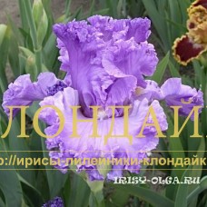 MOY STIL