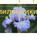 NEBESNAYA PESNIA