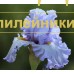NEBESNAYA PESNIA